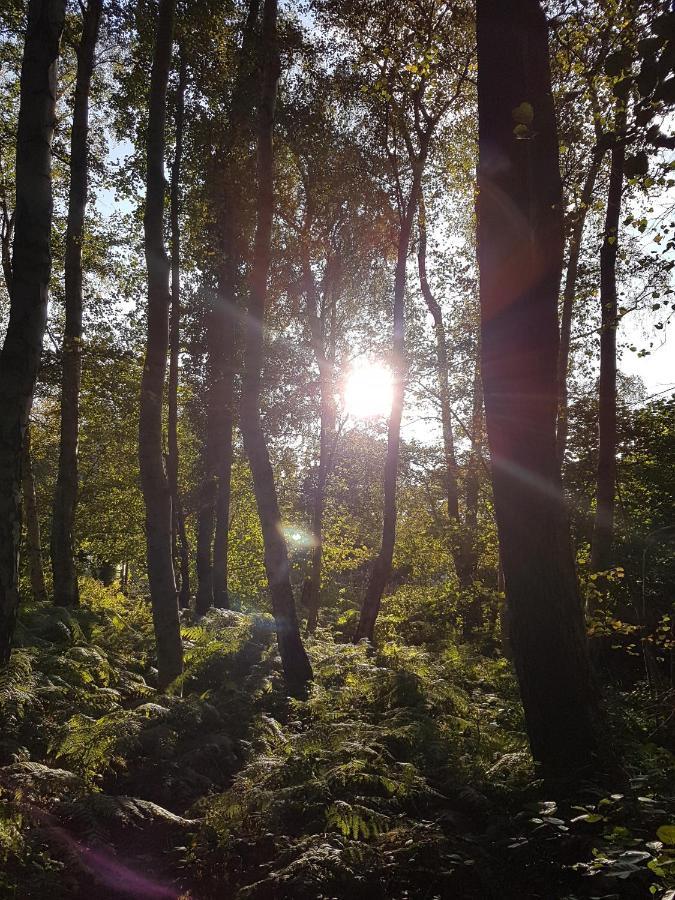 Sonnenstrahl Im Kuestenwald Gelbensande Ngoại thất bức ảnh